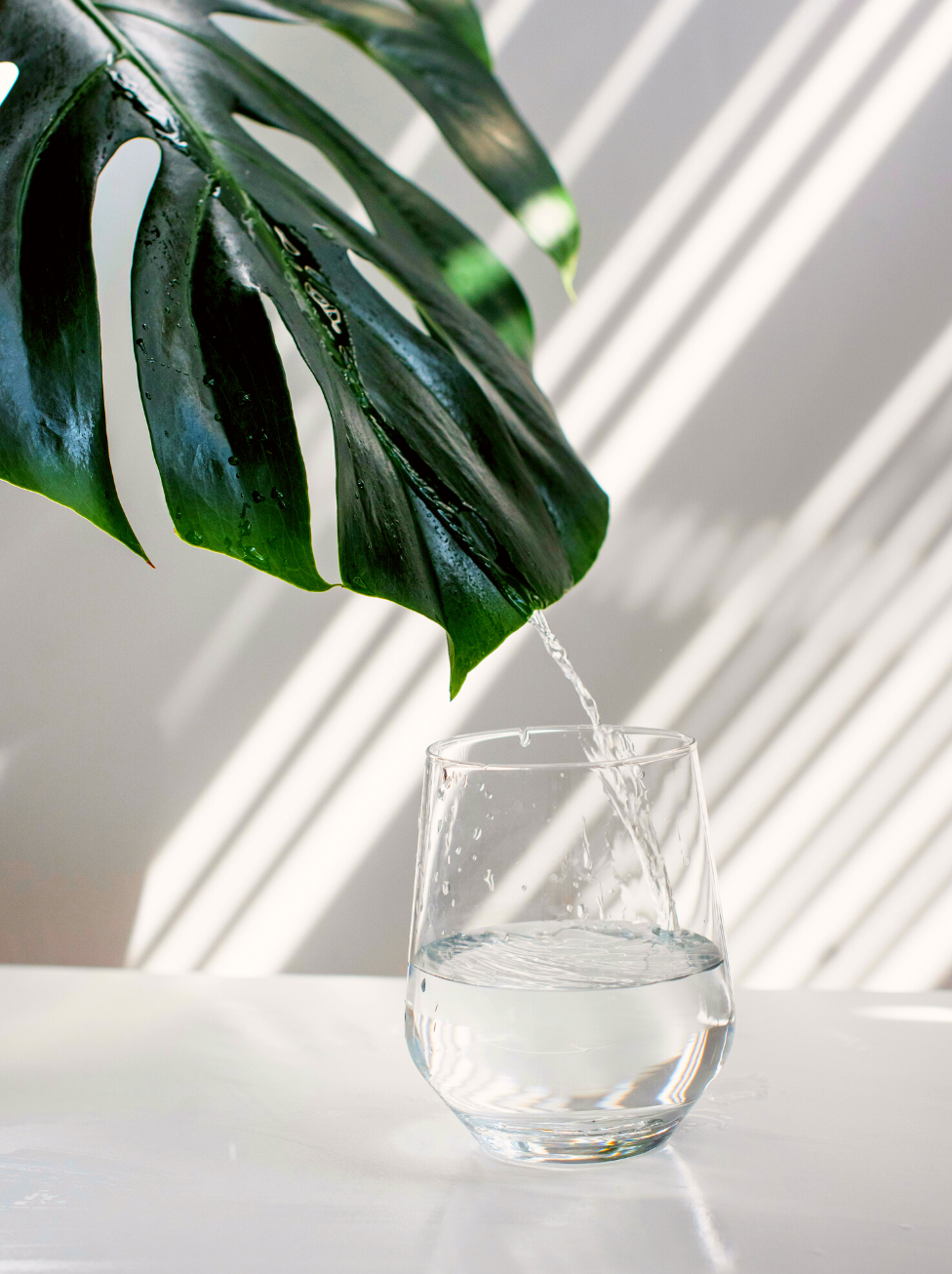 monesterra leaf above a glass with water in