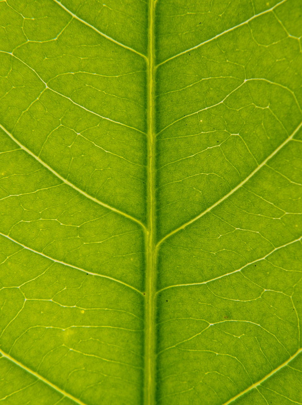 close up of a green tea leaf