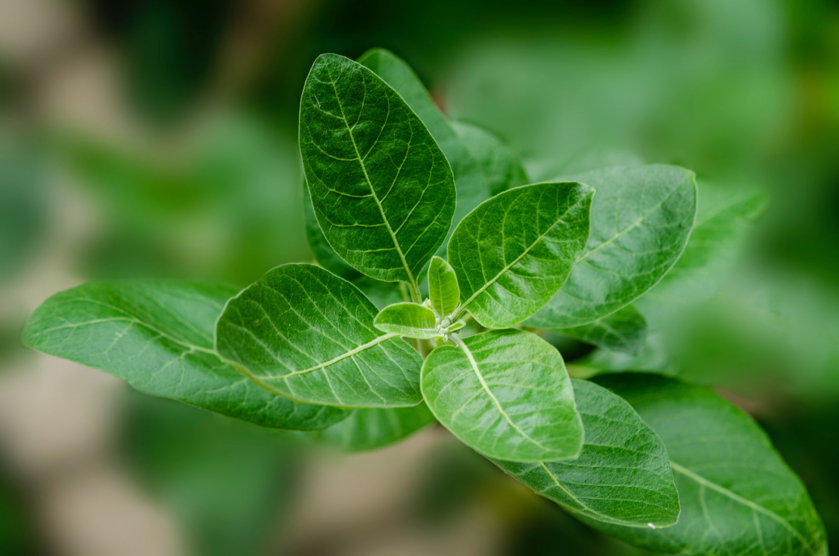 What is Ashwagandha and why is it good for you?